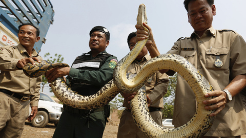 La Policía de Cambodia captura a una serpiente pitón en la provincia de Kandal. REUTERS/Samrang Pring