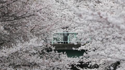 Un hombre de negocios se ve entre las flores de cerezo en Tokio. REUTERS/Issei Kato