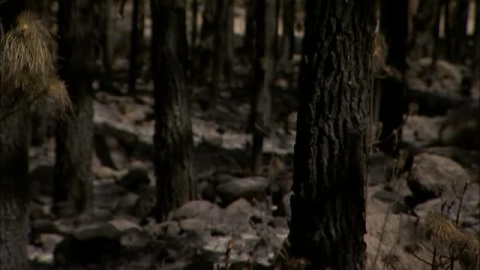 Los medios antiincendios logran estabilizar el fuego en la localidad tinerfeña de Arico