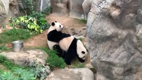 Dos pandas de un zoo de Hong Kong se aparean por primera vez en diez años