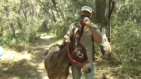 Reeducan en Huelva a un burrito que se cree un perro tras ser acogido de la calle