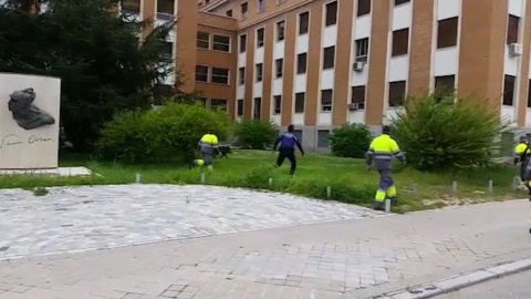 Aparece un jabalí en Ciudad Universitaria durante el confinamiento