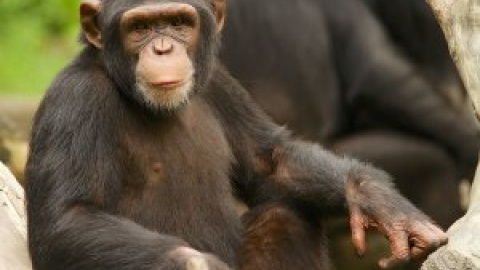 ¿Qué nos separa de los chimpancés y nos hace humanos?