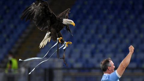 El águila justo antes de posarse en su adiestrador tras sobrevolar el estadio.