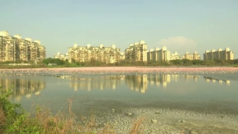 Los flamencos rosas tiñen Mumbai (India) durante el confinamiento