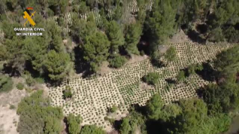 Incautadas más de 29.000 plantas de marihuana en Valencia 