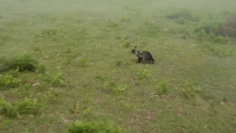 Entrañables imágenes de un osezno reintroducido en su medio natural en Cantabria