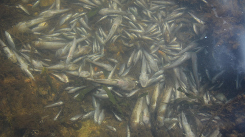 Aparecen miles de peces muertos en el Mar Menor