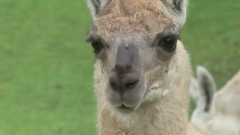 Las llamas, posible solución contra el coronavirus