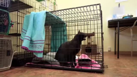 Binx, el gato que ha sobrevivido al derrumbe del edificio de Miami