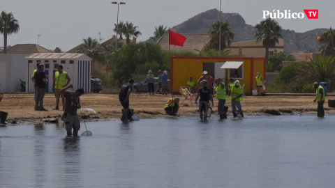 Cierran ocho playas de La Manga para retirar peces muertos del Mar Menor