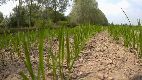 El cambio climático ya afecta a la producción de alimentos