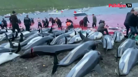 Masacre de 1.500 delfines por los pescadores de Islas Feroe