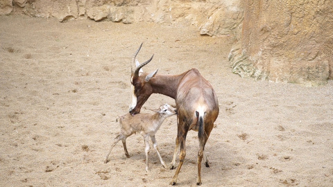 Bioparc vive un "baby boom" durante el estado de alarma