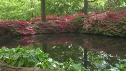 Explosión floral de cerezos en los parques de Londres