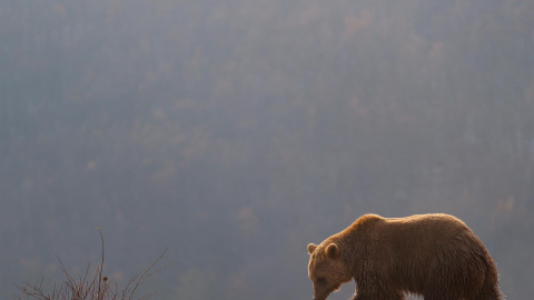 27/12/21. Ejemplar de oso pardo en el santuario de Mramor (Kosovo) a 22 de diciembre de 2021.