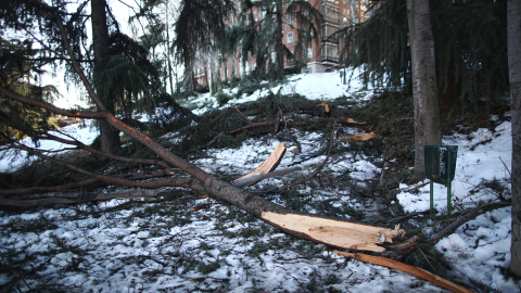 Un árbol dañado en el Parque de la Fuente del Berro en el distrito de Ventas, en Madrid (España), a 18 de enero de 2021.