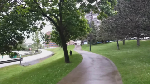 Un jabalí en un parque de Oviedo