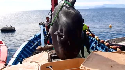 Pescan por error un enorme pez luna en la costa de Ceuta