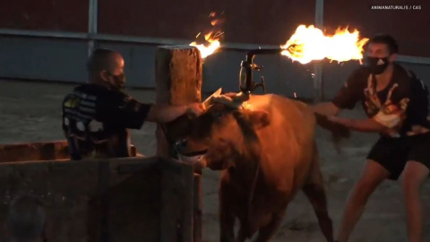 AnimaNaturalis denuncia maltrato animal en las fiestas de Camarles, en Catalunya