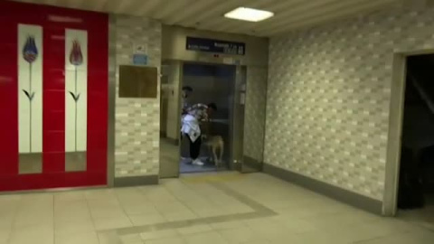 El perro viajero de Estambul 