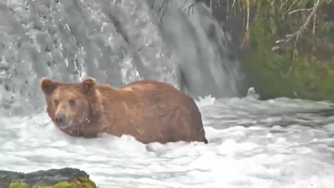 Otis, el oso más "hermoso" de Alaska