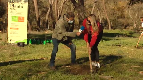 Reforestación solidaria en la Casa de Campo tras el temporal Filomena