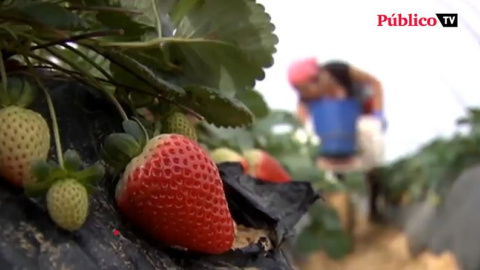 Más protección para las temporeras de la fresa en Huelva