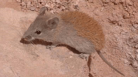 Se está investigando una vacuna contagiosa para la rata africana (Mastomys natalensis) portadora del virus de la fiebre de Lassa. ABU