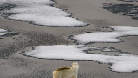  Oso polar en la Tierra de Francisco José, un archipiélago de Rusia localizado en el océano Glacial Ártico.- EKATERINA ANISIMOVA / AFP