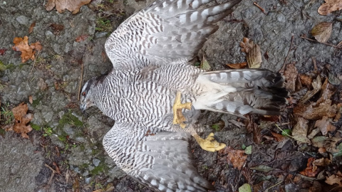 Uno de los rapaces abatidos en Gipuzkoa.