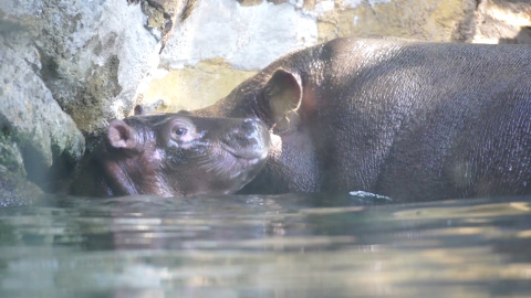 El bebé hipopótamo de Bioparc València se llamará Gori