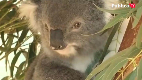 Los koalas podrían extinguirse antes de 2050