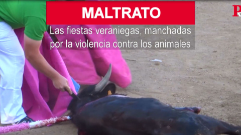 Maltrato animal, verano sangriento