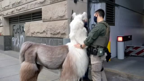 César, la llama pacifista que concilia entre manifestantes y policías en Estados Unidos