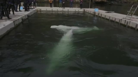 Liberan dos ballenas belugas en la bahía de Klettsvik, en Islandia