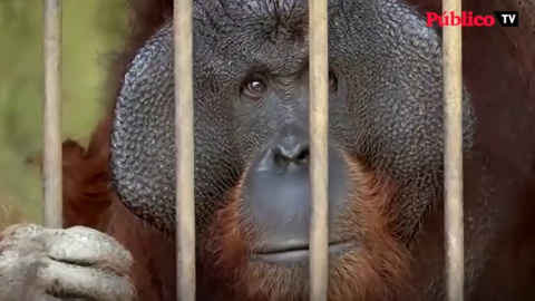 Salvados dos orangutanes de una muerte segura