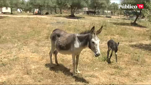 Burros contra el estrés de la pandemia