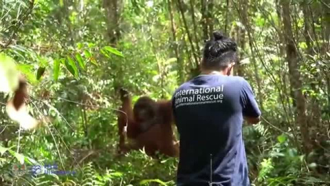 Rescatan a un orangután de una plantación de aceite de palma en Indonesia