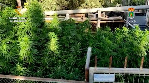 Guardia Civil y Policía Local de Ceutí desmantelan una plantación de marihuana