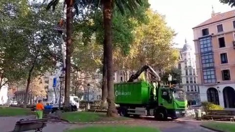 Operarios municipales podan las palmeras de Jardines Albia