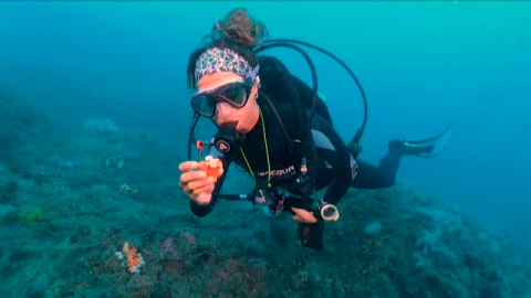 Un proyecto pionero en nuestro país recupera un jardín de coral en la costa andaluza