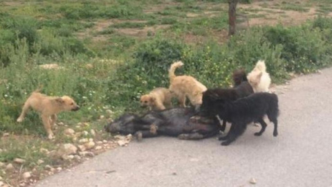 Maltrato animal en Torremanzanas, Alicante: los animales se devoran entre ellos