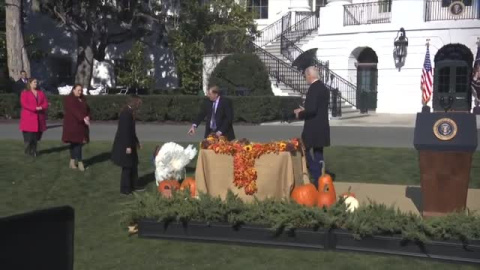 Joe Biden indulta a un pavo llamado 'Chocolate' por Acción de Gracias