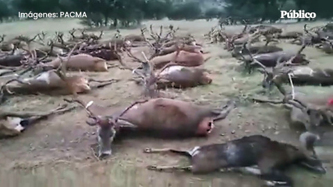 PACMA denuncia la matanza de miles de ciervos, gamos y corzos este fin de semana en Ciudad Real