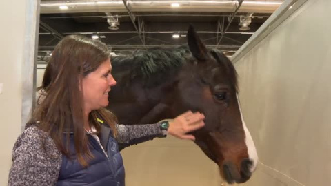 Caballos que son verdaderos atletas, protagonistas únicos de la Horse Week