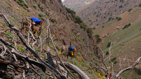 20/11/2024 Las montañas de la provincia de Balkh, donde los agricultores afganos cultivan en secreto la adormidera.