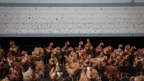 Decenas de pollos en una granja, a octubre de 2024.