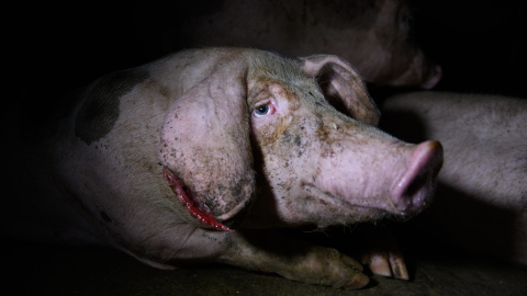 Un cerdo con heridas en las orejas en una granja de Huesca.