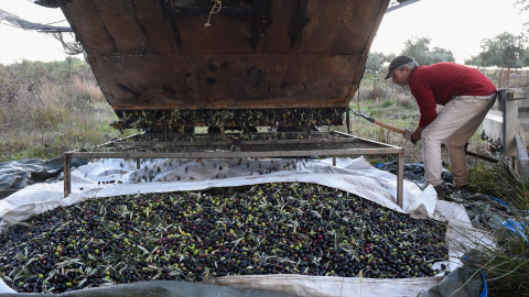 Una persona recolecta aceitunas, en un olivar de Holguera (Cáceres) a 24 de noviembre de 2023, en Cáceres, Extremadura.